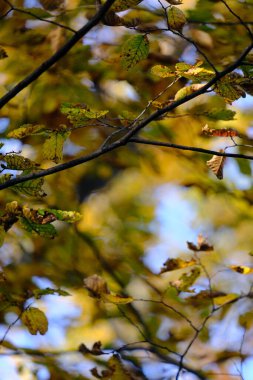 Metin kavramı için bulanık arkaplan