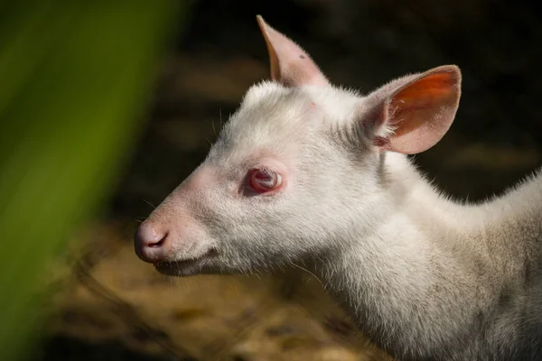Güzel genç albino geyik detaylı bir yüz profili içinde yakalanmış. Fotoğraf, bu benzersiz vahşi hayvanın nadide ve sessiz zarafetini ortaya çıkararak yumuşak kürk ve nazik ifadeyi vurguluyor..
