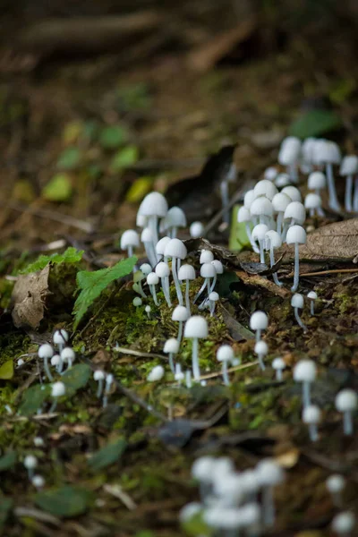 Atlantik Ormanı 'nda büyüyen beyaz mantar kümesi. Sahne organik dokuları, yumuşak ışığı ve yemyeşil ve nemli bir doğal ortamda büyüyen mantarların zenginliğini gözler önüne seriyor..