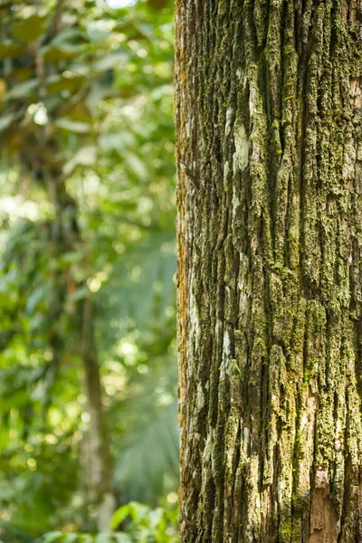 Doğal ağaç kabuğu dokusu detaylı bir şekilde kaydedildi. Resim, doğanın güçlü ve zamansız karakterini ifade eden organik desenleri, pürüzlü yüzeyleri ve toprak tonlarını vurguluyor..