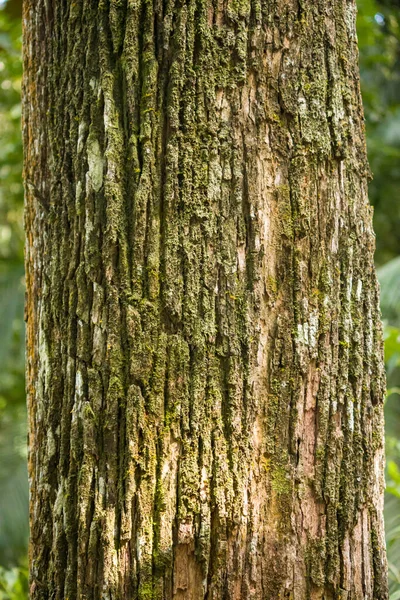 Doğal ağaç kabuğu dokusu detaylı bir şekilde kaydedildi. Resim, doğanın güçlü ve zamansız karakterini ifade eden organik desenleri, pürüzlü yüzeyleri ve toprak tonlarını vurguluyor..