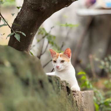 Kedi yerde oturuyor.