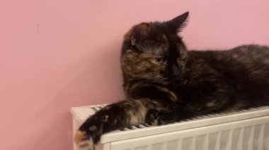 Kaplumbağa kabuğundan bir kedi sıcak bir radyatörde uyuyakalıyor.