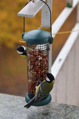 Colorful great tits feeding on nuts from a bird feeder attached to a balcony railing.
