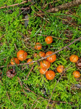 Olgun tereyağlı mantarları ormanın bir dalına yakın tut.