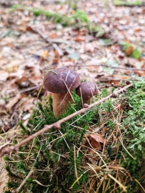 Orman arka planında boletus mantarları. Bir kızın elleri..