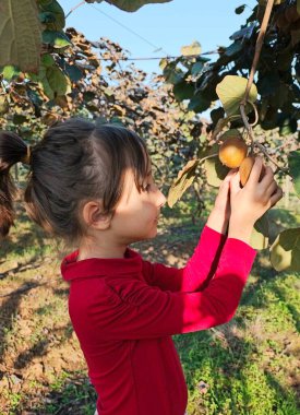 Lankaran, Azerbaycan 'daki Kivi çiftliği. Yüksek kalite fotoğraf