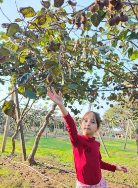 Lankaran, Azerbaycan 'daki Kivi çiftliği. Yüksek kalite fotoğraf