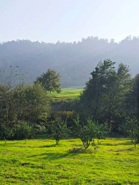 Azerbaycan 'ın yeşil alanı, Lankaran. Yüksek kalite. 