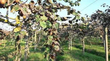 Lankaran, Azerbaycan 'daki Kivi çiftliği. Yüksek kalite 