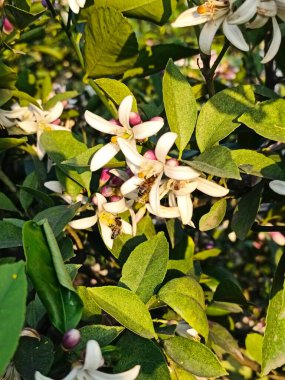Azerbaycan Lankaran 'daki Citrus çiftliği. Yüksek kalite fotoğraf
