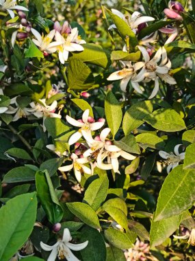 Azerbaycan Lankaran 'daki Citrus çiftliği. Yüksek kalite fotoğraf