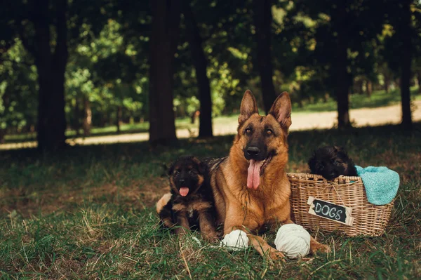 Немецкая овчарка со своими милыми щенками — стоковое фото