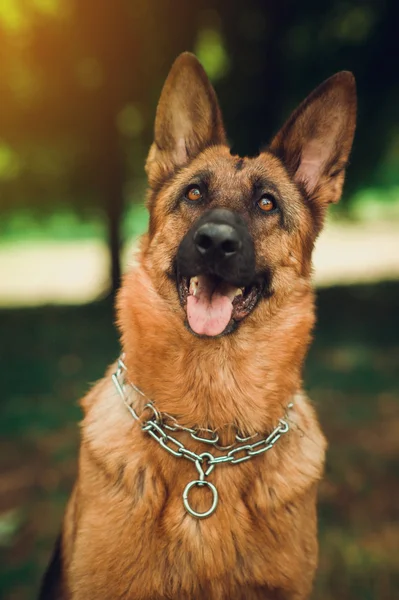 Schäferhund mit Hundehalsband — Stockfoto