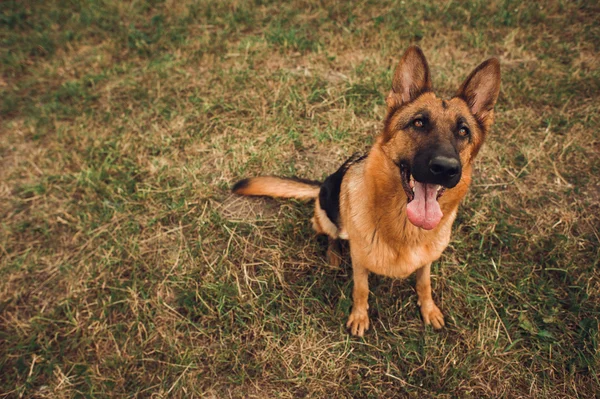 German Shepherd sitting on the ground — Stock Photo, Image