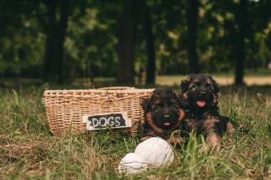  mucize pups Park