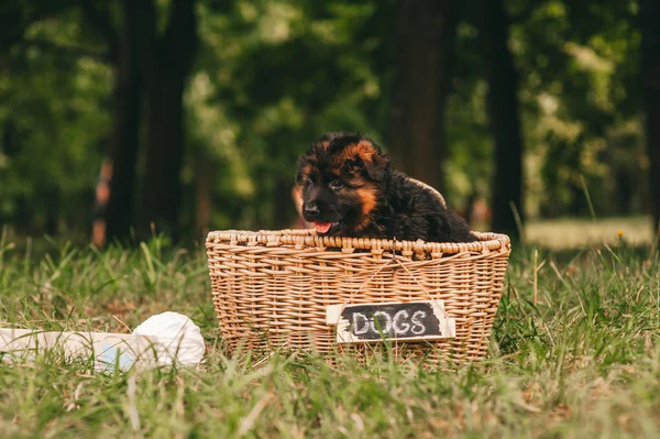 Милый щенок в корзине — стоковое фото