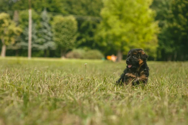 Маленькая собака в парке — стоковое фото