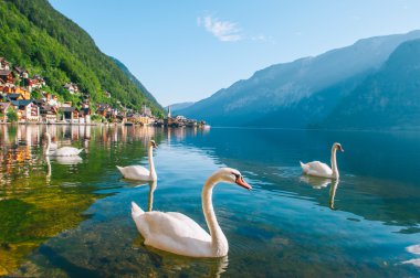 Beyaz kuğular gölde