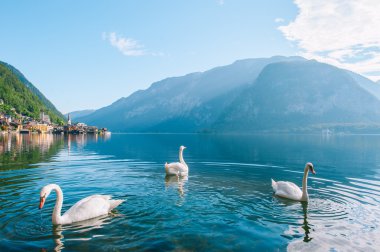 Beyaz kuğular gölde