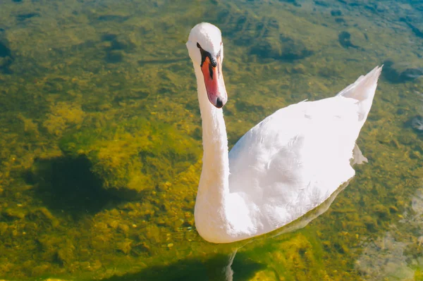 Fehér hattyú tó — Stock Fotó