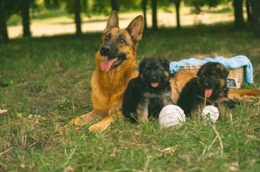 Alman çoban köpekleri