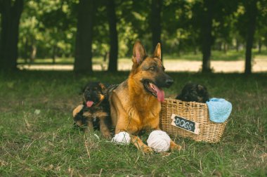 Alman çoban köpekleri