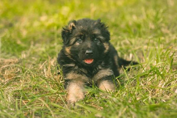 Filhote de cachorro pastores alemães — Fotografia de Stock