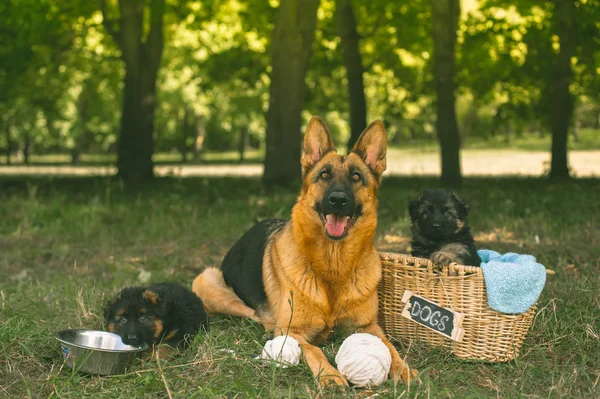 German shepherd dogs — Stock Photo, Image