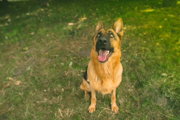 Berger allemand dans le parc — Photo