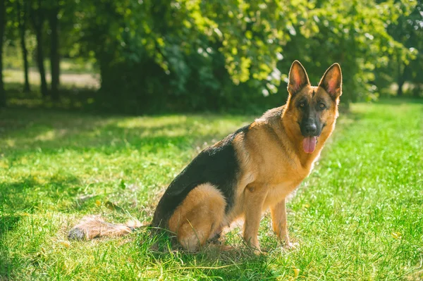 Berger allemand dans le parc — Photo