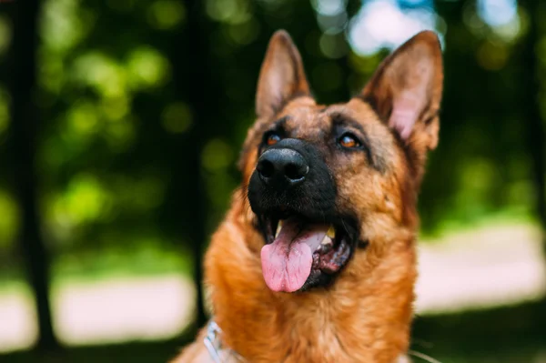 German shepherd in the park — Stock Photo, Image