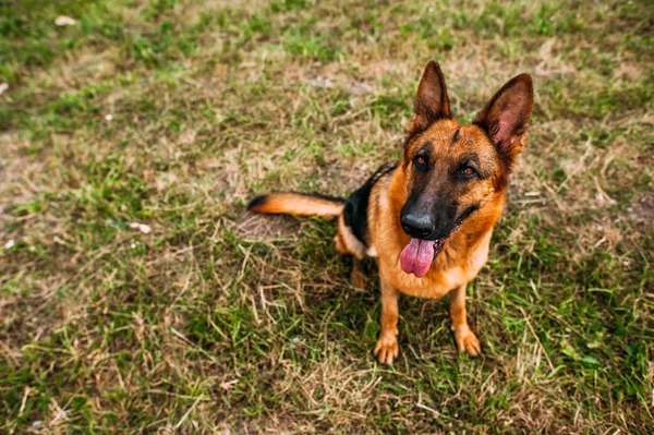 Schäferhund im Park — Stockfoto