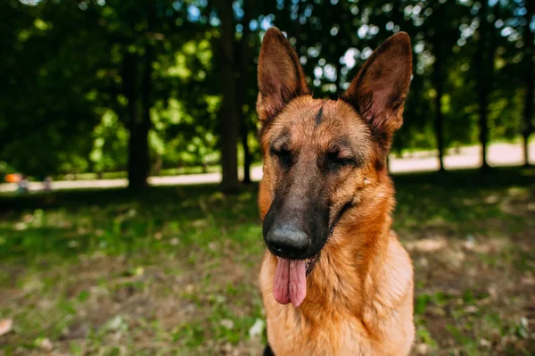 Schäferhund im Park — Stockfoto