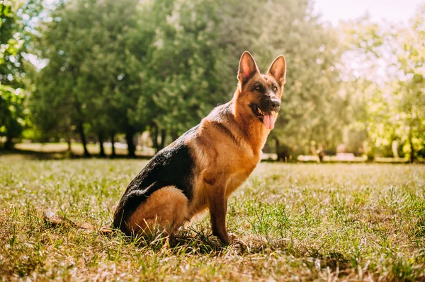 Berger allemand dans le parc — Photo