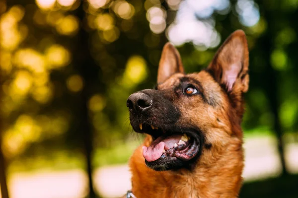 Schäferhund im Park — Stockfoto