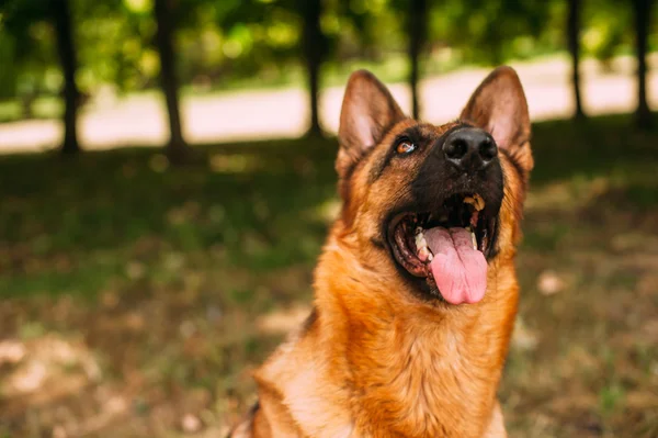 German shepherd in the park — Stock Photo, Image