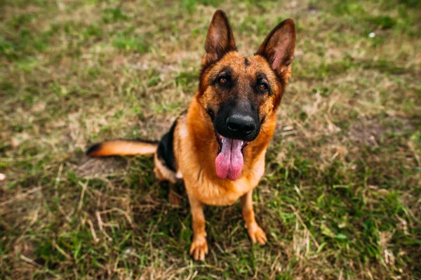 Berger allemand dans le parc — Photo