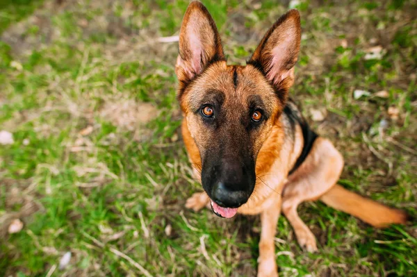 Berger allemand dans le parc — Photo