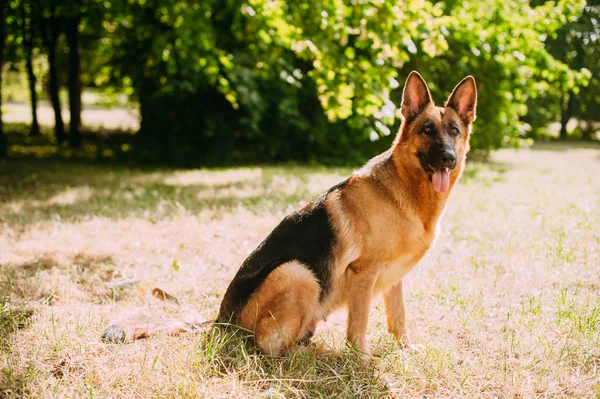 Berger allemand dans le parc — Photo