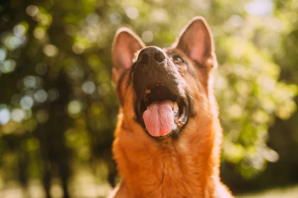 German shepherd in the park — Stock Photo, Image