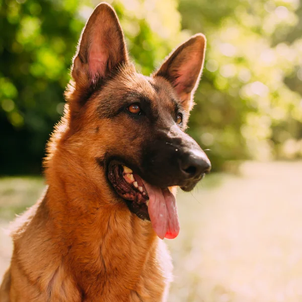 German shepherd in the park — Stock Photo, Image