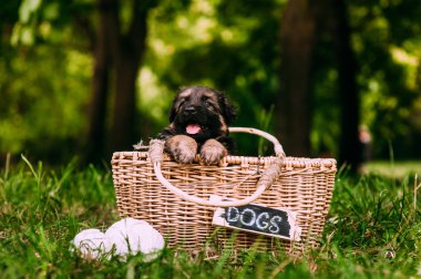 Sepette şirin bir köpek yavrusu
