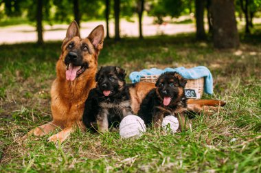 Alman çoban köpekleri