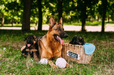 Alman çoban köpekleri