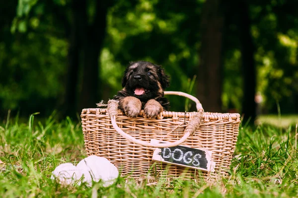 Cachorrinho bonito em uma cesta — Fotografia de Stock