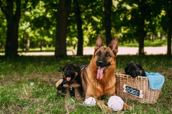 Perros pastor alemán —  Fotos de Stock