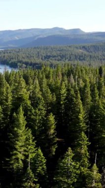 Geniş, yoğun bir çam ormanının yüksek açılı görüntüsü berrak bir göl ve güneşli bir günde açık mavi bir gökyüzünün altında görünen yuvarlanan dağlar..