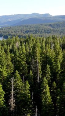 Güneşli bir günde, parlak mavi gökyüzünün altında küçük bir göl görünen yuvarlanan tepeleri ve dağları kaplayan yoğun kozalaklı bir ormanın güzel hava manzarası..