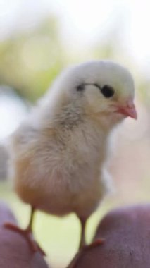 Bulanık yeşil arka planı olan küçük sarı ve gri civcivin düşük açılı görüntüsünü yakından çek.